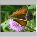 Thymelicus lineola - Schwarzkolbiger Braundickkopffalter 01.jpg